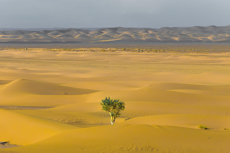 ESPERANÇA NO DESERTO